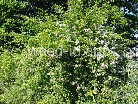 rose, multiflora